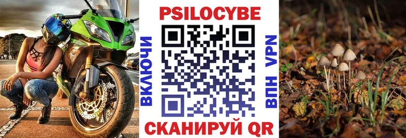 Псилоцибиновые грибы Psilocybe Саранск